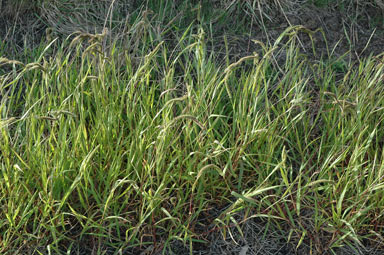 APII jpeg image of Setaria verticillata  © contact APII