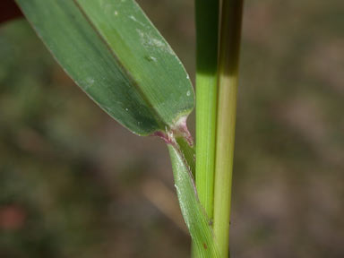 APII jpeg image of Setaria verticillata  © contact APII