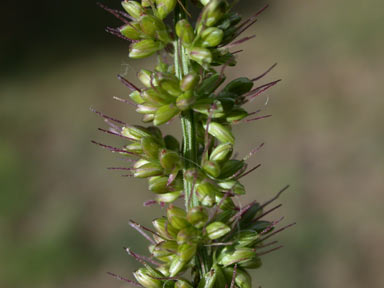 APII jpeg image of Setaria verticillata  © contact APII