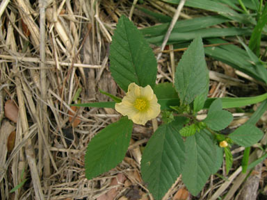 APII jpeg image of Sida rhombifolia  © contact APII