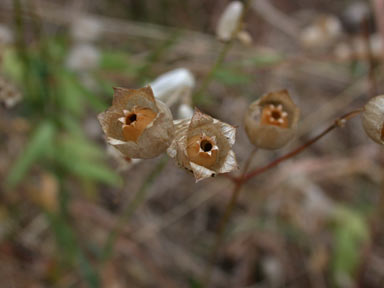 APII jpeg image of Silene vulgaris  © contact APII