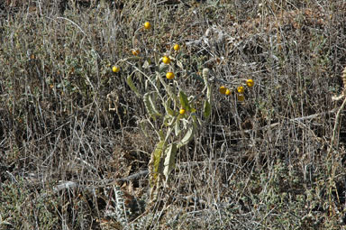 APII jpeg image of Solanum elaeagnifolium  © contact APII