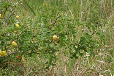 APII jpeg image of Solanum linnaeanum  © contact APII