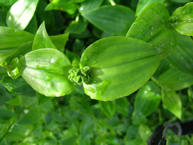 APII jpeg image of Tradescantia fluminensis  © contact APII