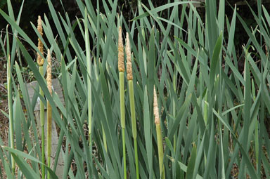 APII jpeg image of Typha latifolia  © contact APII