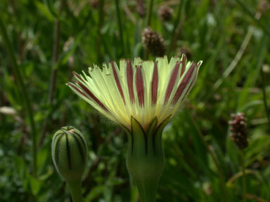 APII jpeg image of Urospermum dalechampii  © contact APII