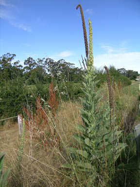 APII jpeg image of Verbascum thapsus subsp. thapsus  © contact APII