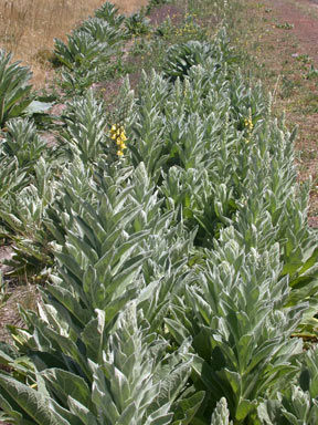 APII jpeg image of Verbascum thapsus  © contact APII