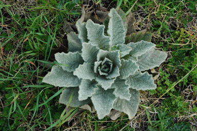 APII jpeg image of Verbascum thapsus  © contact APII