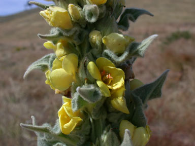 APII jpeg image of Verbascum thapsus  © contact APII