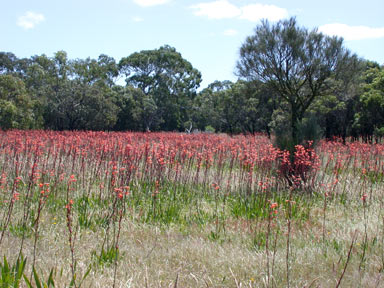 APII jpeg image of Watsonia meriana var. bulbillifera  © contact APII