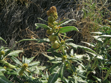 APII jpeg image of Xanthium spinosum  © contact APII