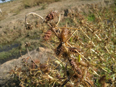 APII jpeg image of Xanthium spinosum  © contact APII