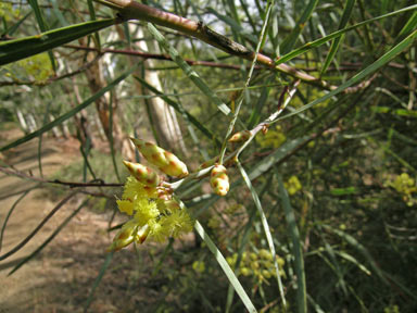 APII jpeg image of Acacia iteaphylla  © contact APII