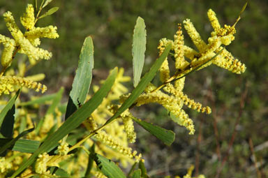 APII jpeg image of Acacia longifolia subsp. longifolia  © contact APII