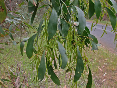 APII jpeg image of Acacia pycnantha  © contact APII