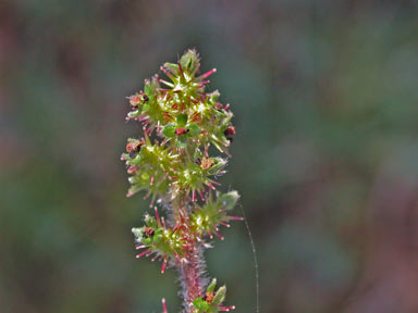 APII jpeg image of Acaena ovina  © contact APII