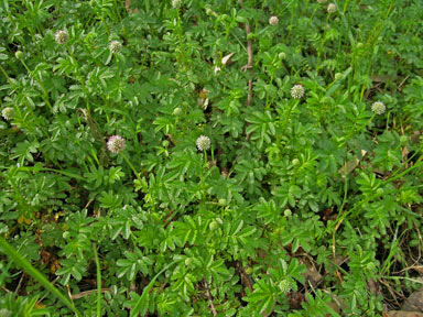 APII jpeg image of Acaena novae-zelandiae  © contact APII