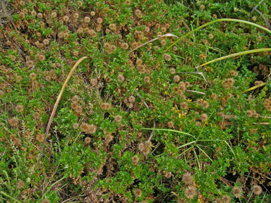 APII jpeg image of Acaena novae-zelandiae  © contact APII