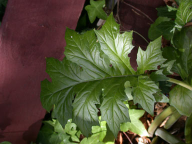 APII jpeg image of Acanthus mollis  © contact APII