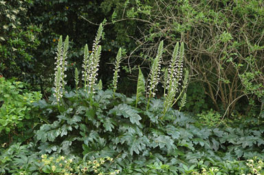 APII jpeg image of Acanthus mollis  © contact APII