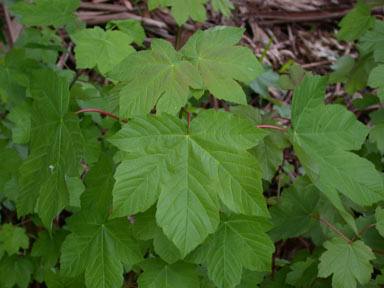 APII jpeg image of Acer pseudoplatanus  © contact APII