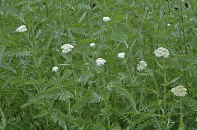 APII jpeg image of Achillea millefolium  © contact APII