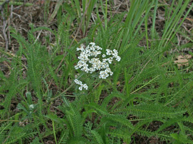 APII jpeg image of Achillea millefolium  © contact APII