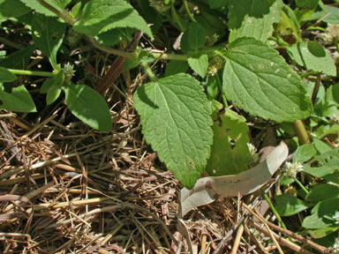 APII jpeg image of Ageratum conyzoides  © contact APII