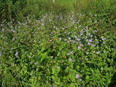 APII jpeg image of Ageratum houstonianum  © contact APII