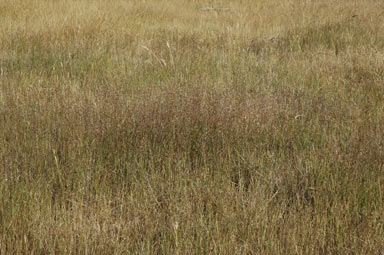 APII jpeg image of Agrostis capillaris  © contact APII