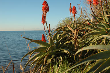 APII jpeg image of Aloe arborescens  © contact APII