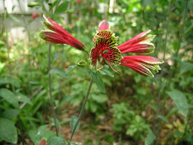 APII jpeg image of Alstroemeria pulchella  © contact APII