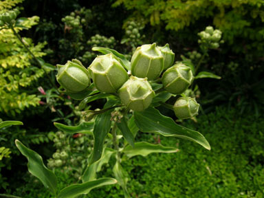 APII jpeg image of Alstroemeria pulchella  © contact APII