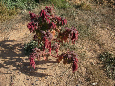 APII jpeg image of Amaranthus caudatus  © contact APII