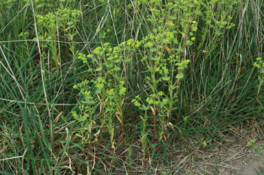 APII jpeg image of Euphorbia terracina  © contact APII