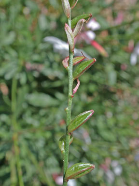 APII jpeg image of Oenothera lindheimeri  © contact APII