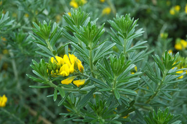 APII jpeg image of Genista linifolia  © contact APII