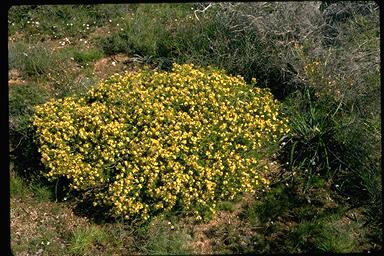 APII jpeg image of Calytrix depressa  © contact APII