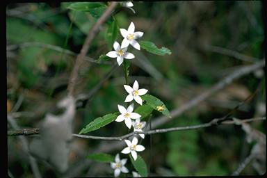 APII jpeg image of Crowea angustifolia var. platyphylla  © contact APII