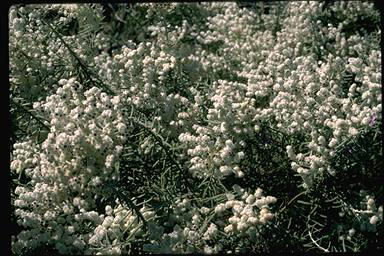 APII jpeg image of Lachnostachys eriobiotrya  © contact APII