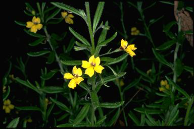 APII jpeg image of Goodenia heterophylla subsp. montana  © contact APII