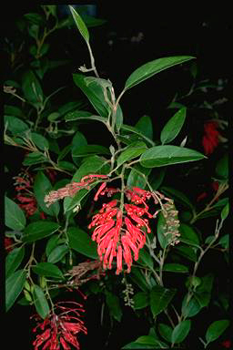 APII jpeg image of Grevillea rhyolitica subsp. rhyolitica  © contact APII