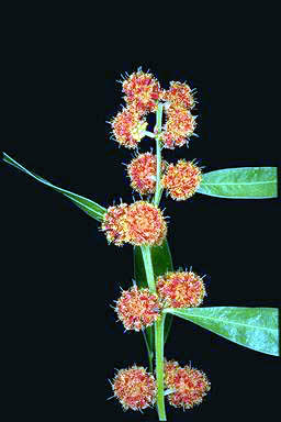 APII jpeg image of Acacia leprosa 'Scarlet Blaze'  © contact APII