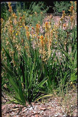 APII jpeg image of Anigozanthos 'Bush Glow'  © contact APII