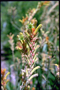 APII jpeg image of Anigozanthos 'Bush Glow'  © contact APII