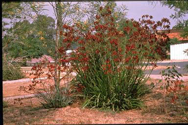 APII jpeg image of Anigozanthos 'Red Cross'  © contact APII