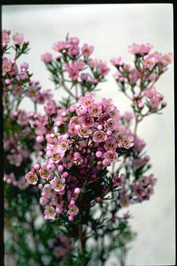 APII jpeg image of Chamelaucium 'Susie'  © contact APII