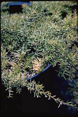 APII jpeg image of Grevillea juniperina 'Lunar Light'  © contact APII