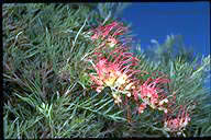 Grevillea 'Mason's Hybrid' - click for larger image